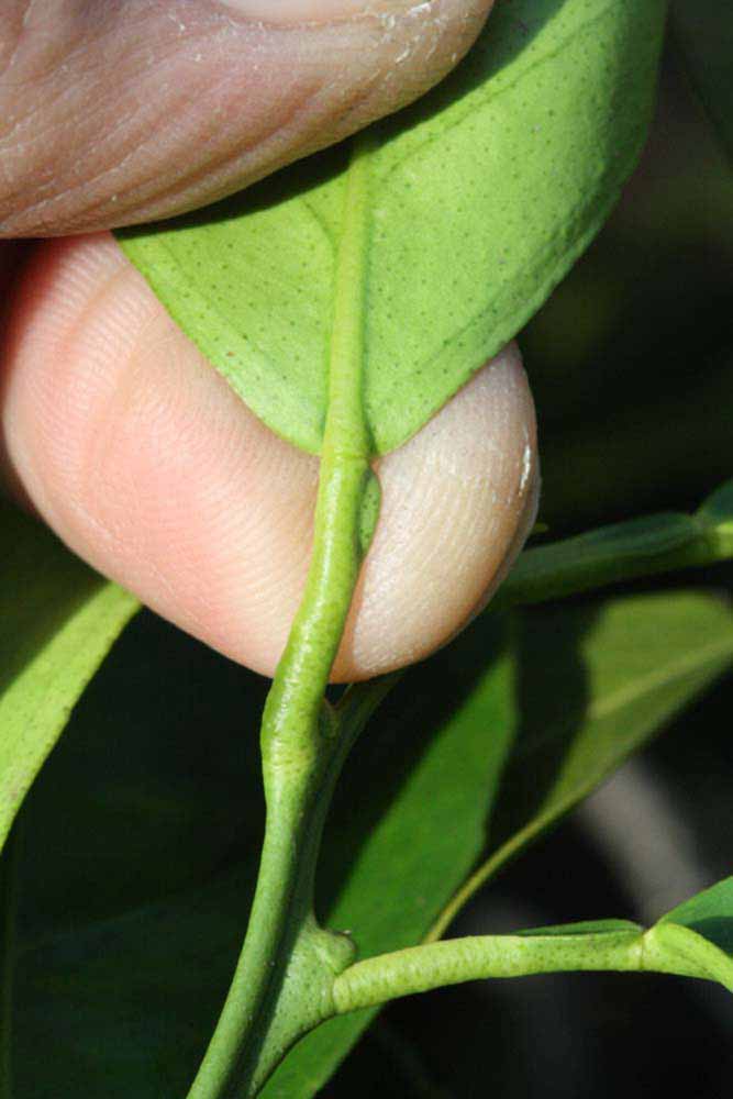              Petiole (Riverside, CA)       